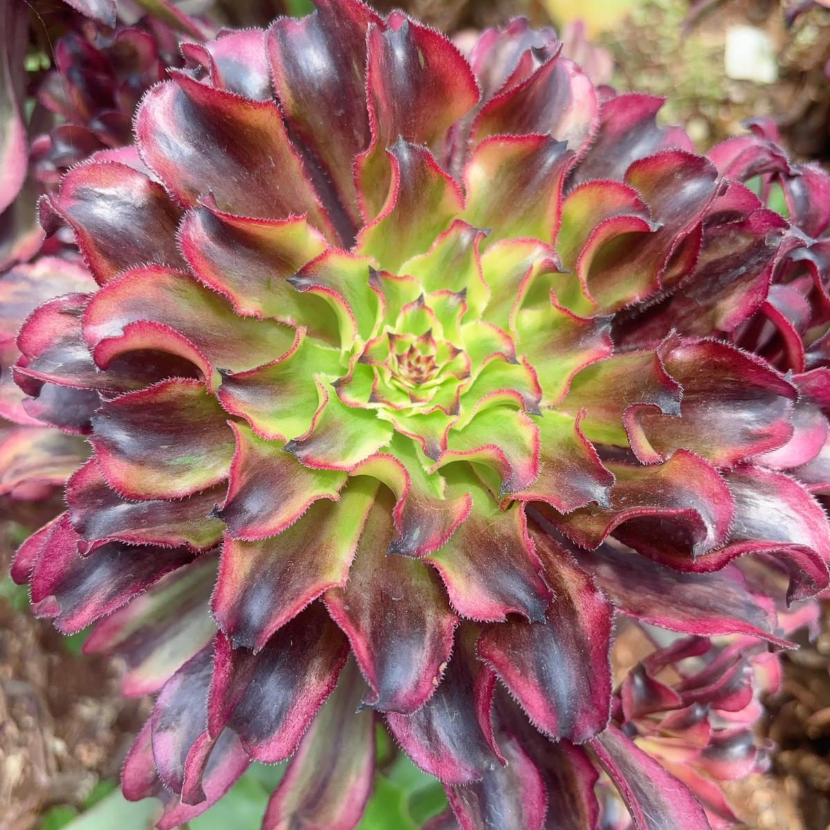 Aeonium Auspicious CloudsCutting 10cm