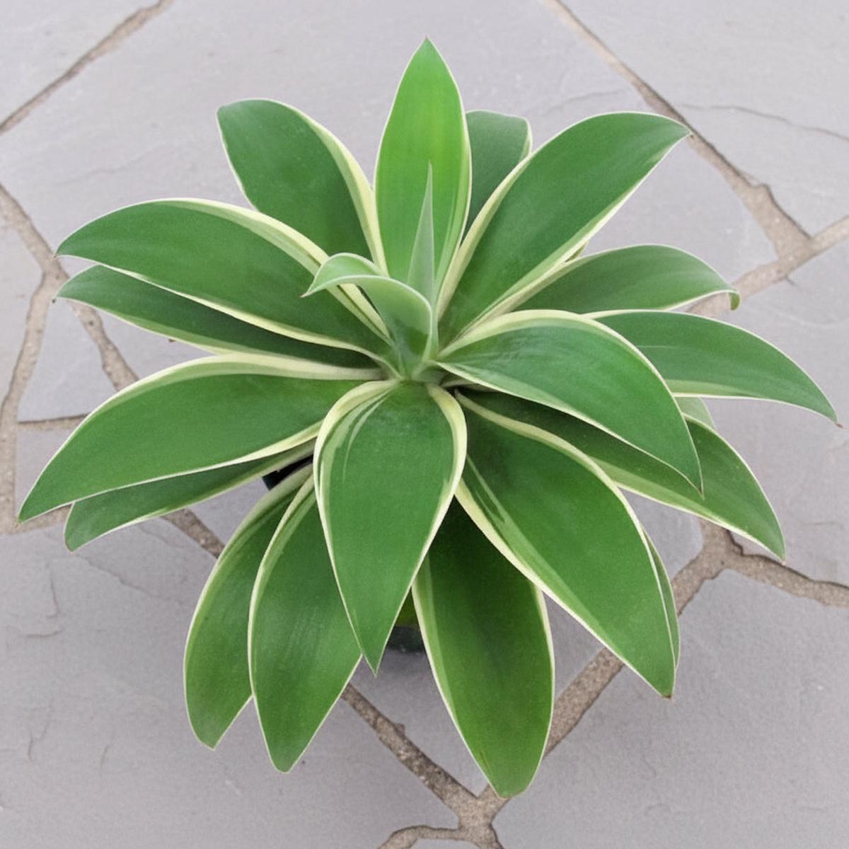 Agave Ray of Light PP (Agave attenuata)