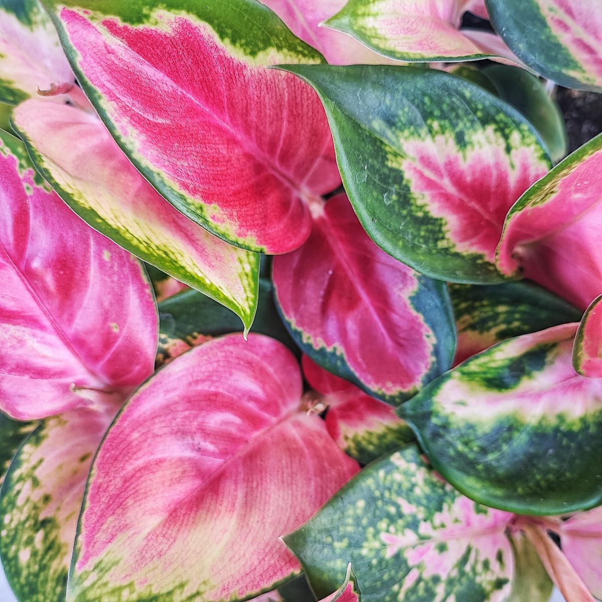 Aglaonema Red Dragon  Bouture S