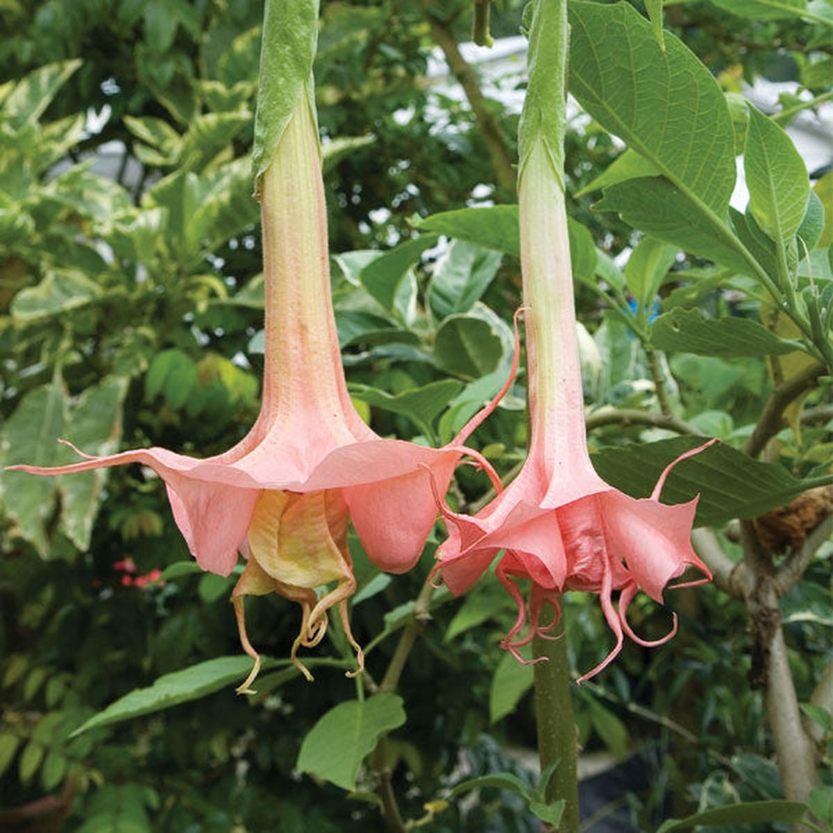 Angels Trumpet Day Dreams (Brugmansia hybrid)