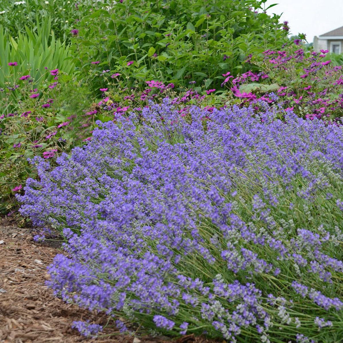 Blue Cushion English Lavender