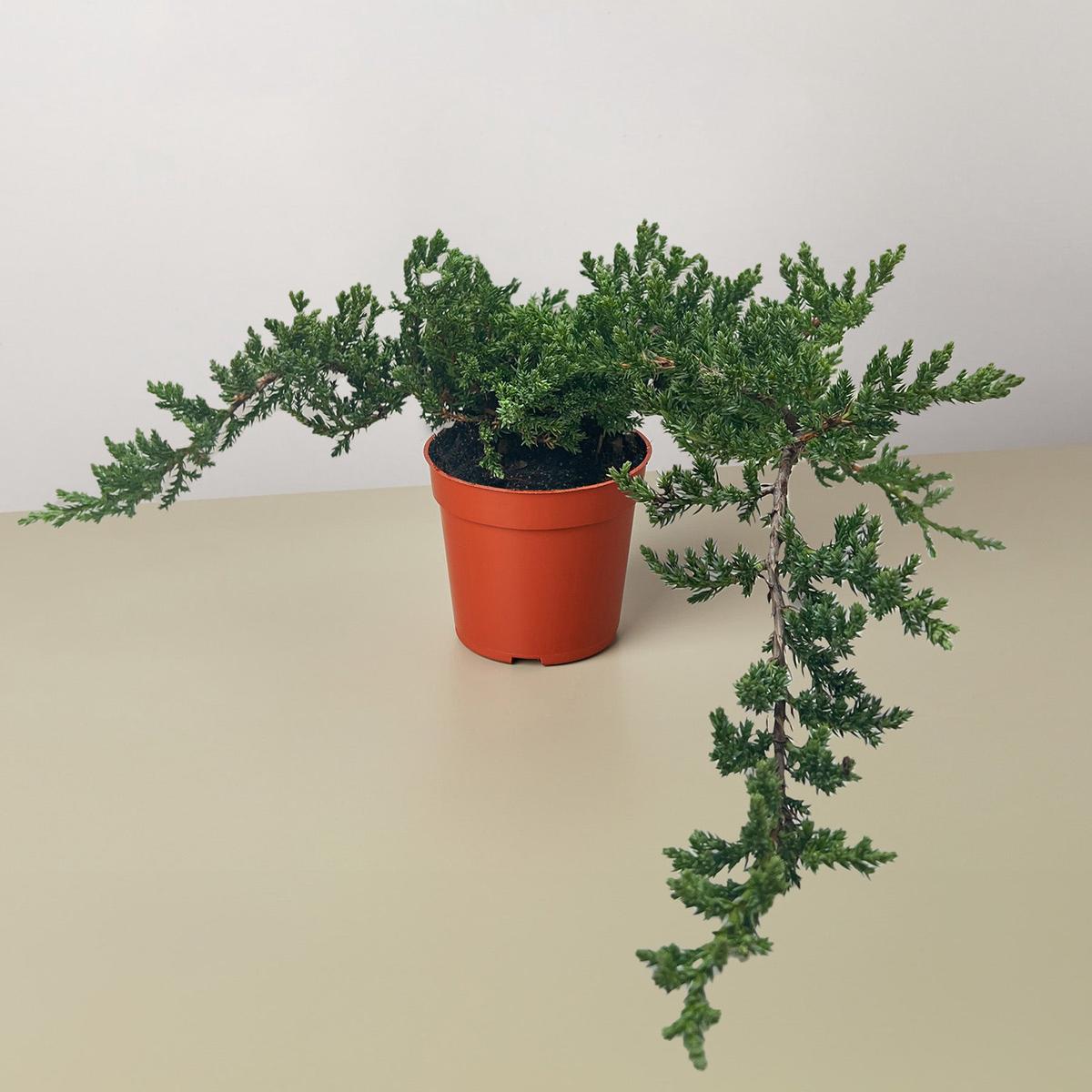 Bonsai Juniper