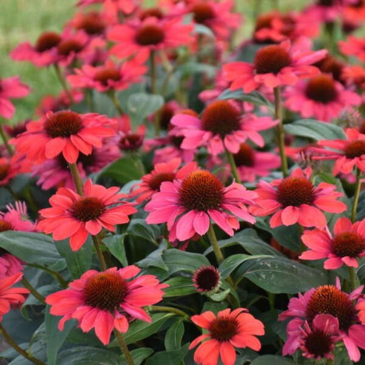 Color Coded 'Knock 'em Red' Coneflower (Echinacea)