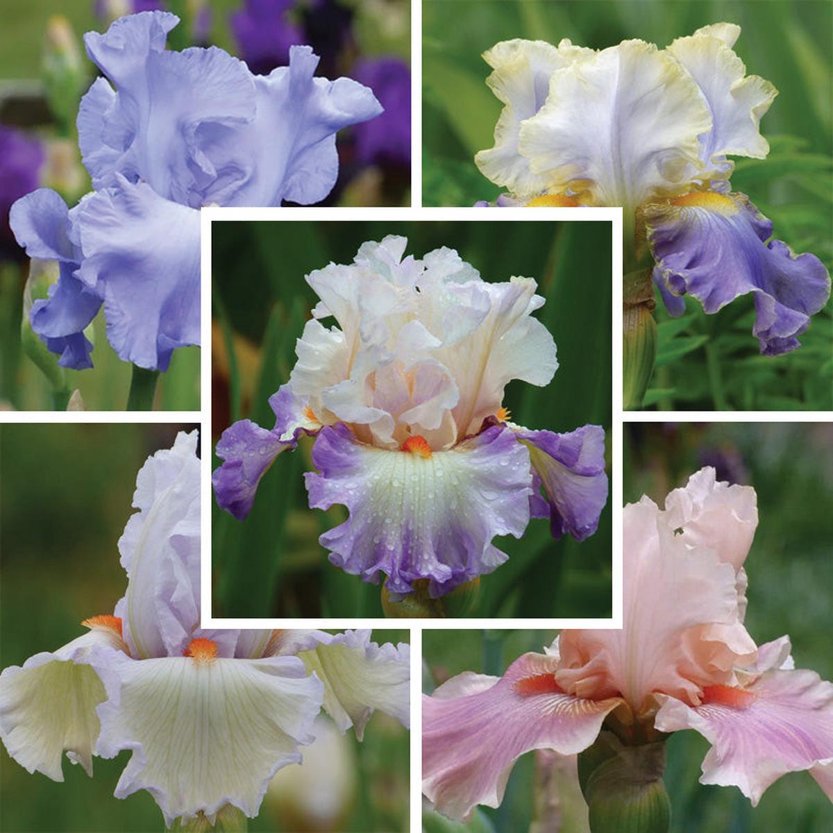 Deer Resistant Bearded Iris Collection