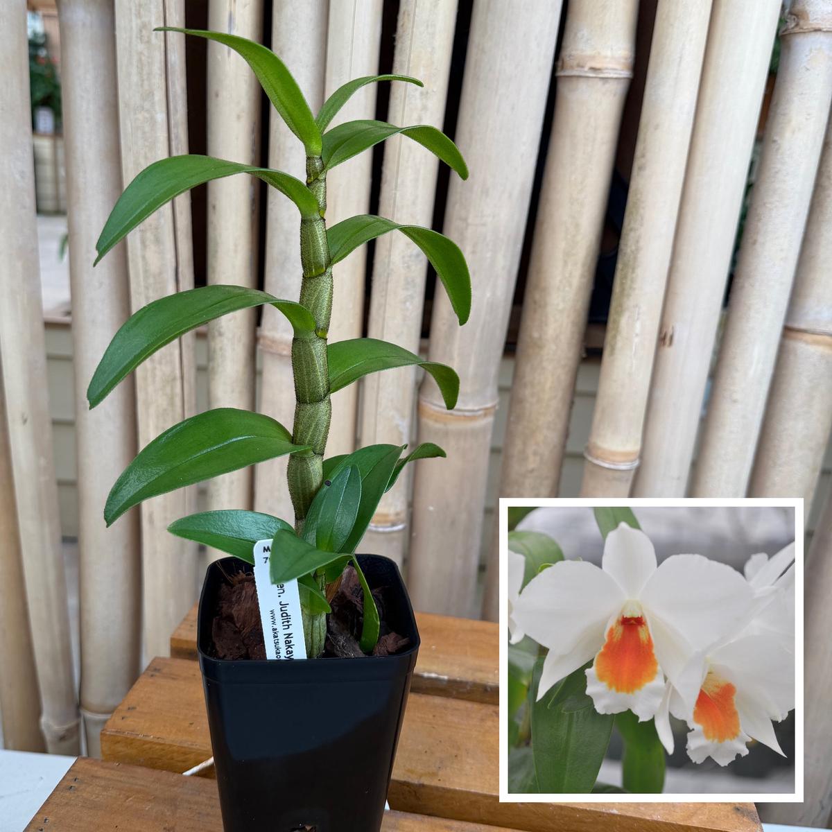 Den. Judith Nakayama 'Kahoohokuokalani' (4" Pot) - Not Blooming