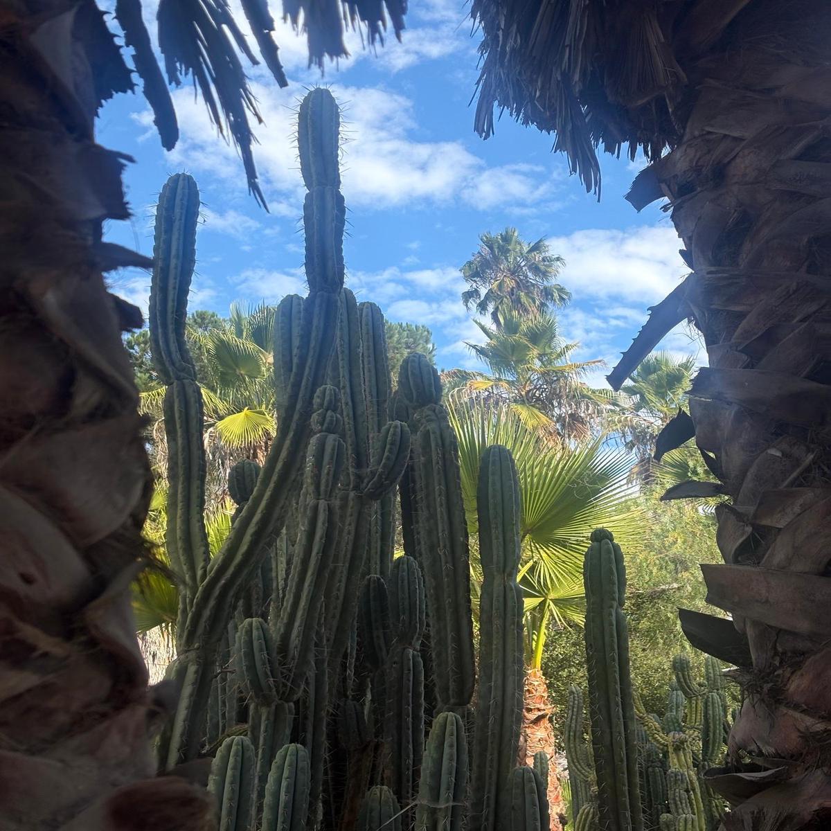 #EC189 EXACT Trichocereus "Mutt" Cactus Cuttings 36+