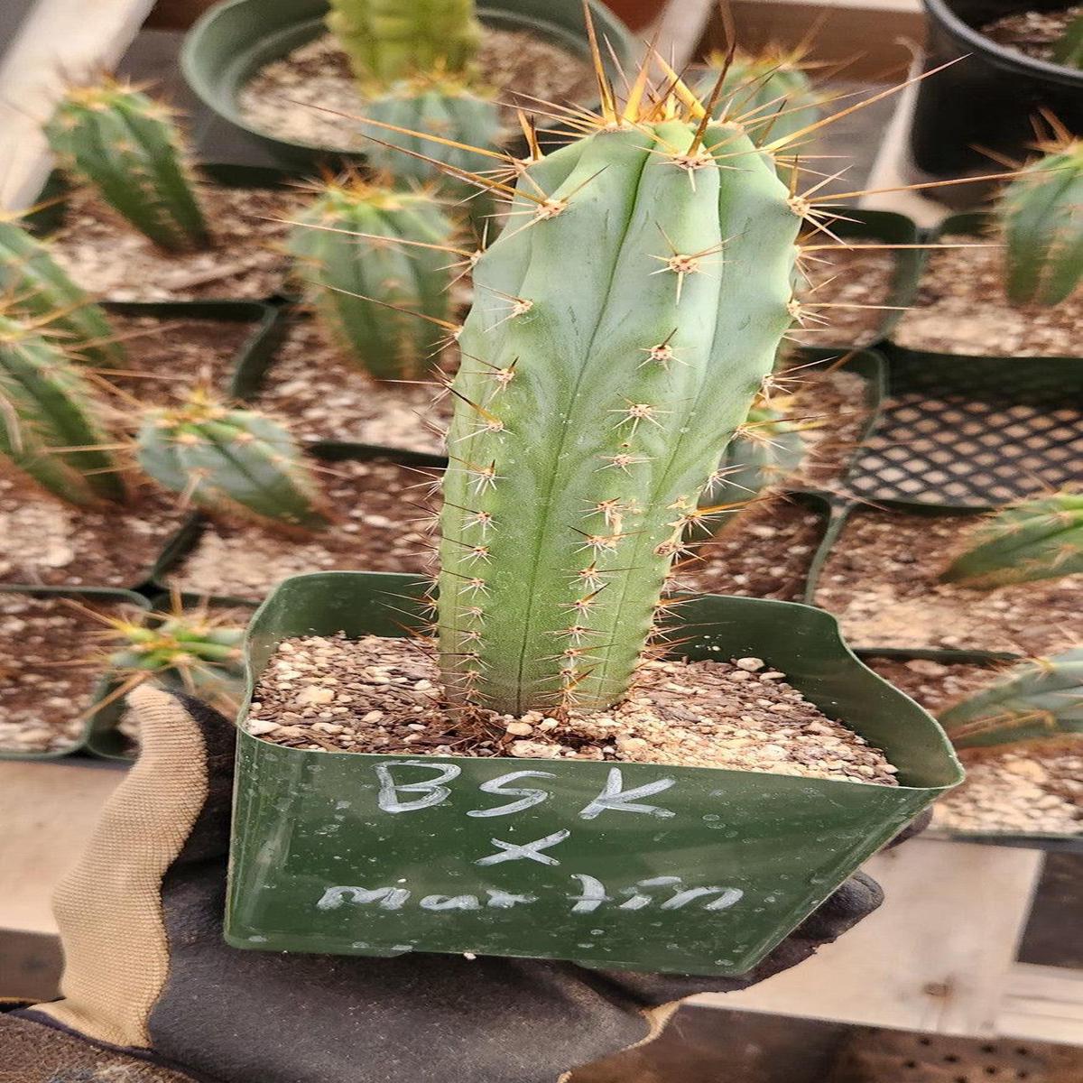 #EC263 EXACT Trichocereus Hybrid Bridgesii BSK X Peru Martin Cactus 6-7