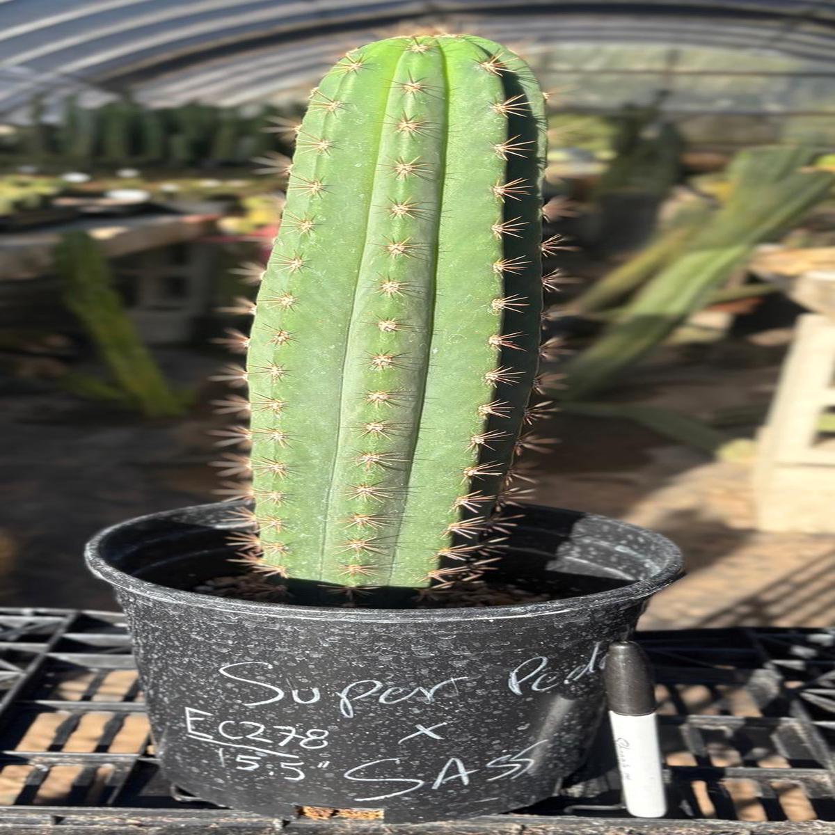 #EC278 EXACT Trichocereus Super Pedro X SASS Cactus 15.5