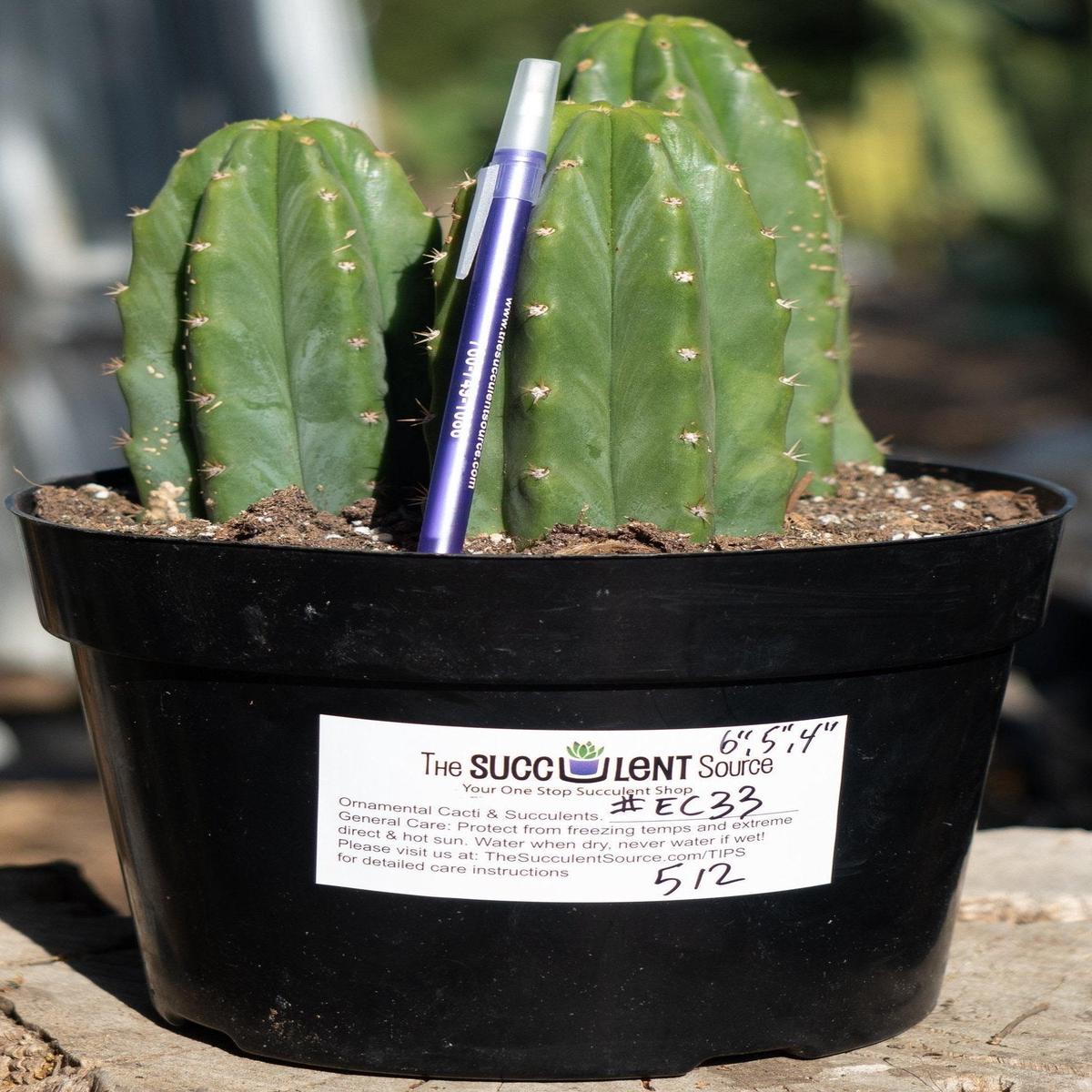#EC33 EXACT Trichocereus Pachanoi "PC" Cactus Three Pach we choose
