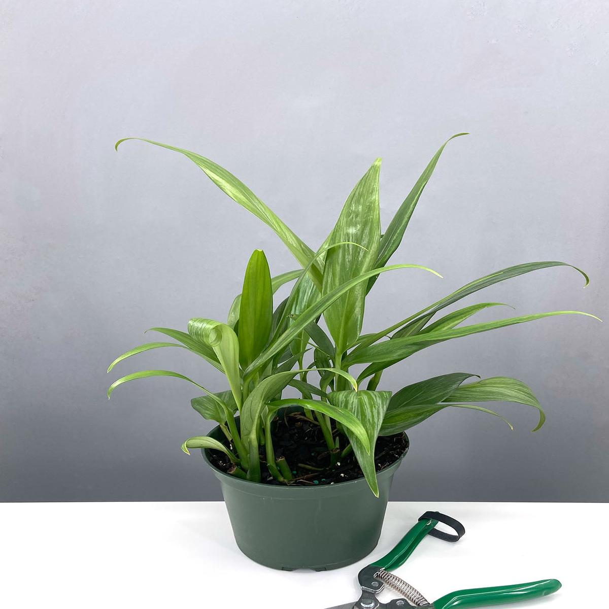 Epipremnum Amplissimum
