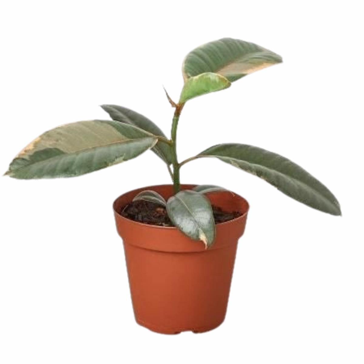 Ficus Elastica 'Ruby Pink' - 4" Pot - NURSERY POT ONLY