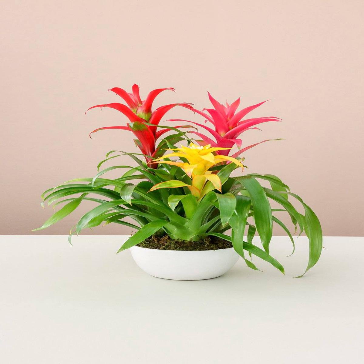 Guzmania Bromeliad Collection