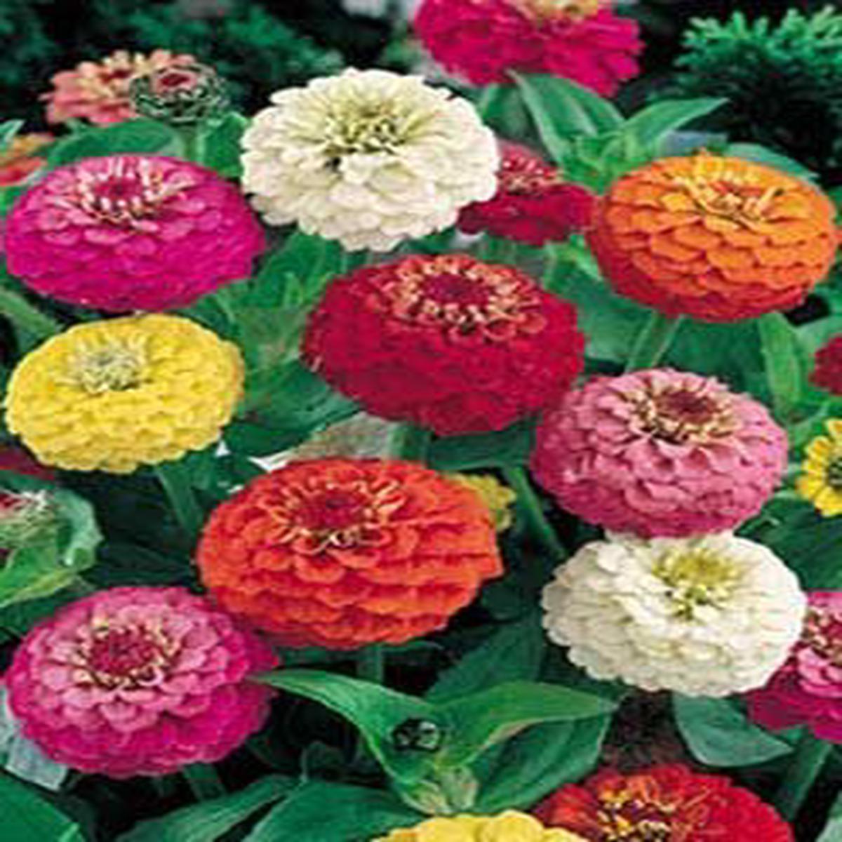 Lilliput Blend - 3658