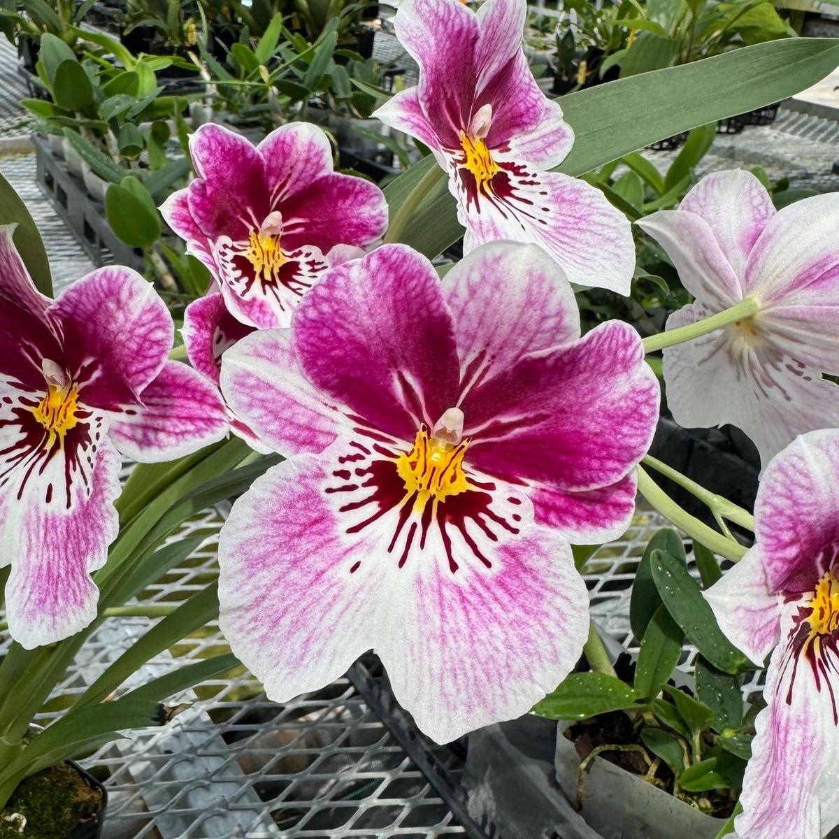 Mltnps. Princess Diana 'Red Baron' (5.5" Pot) - Buds