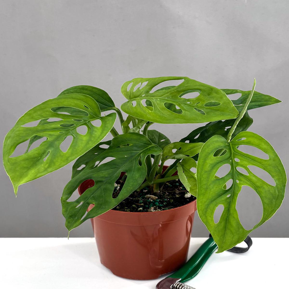 Monstera Adansonii 'Narrow Leaf'
