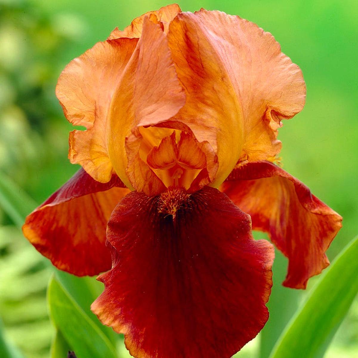 Natchez Trace Bearded Iris