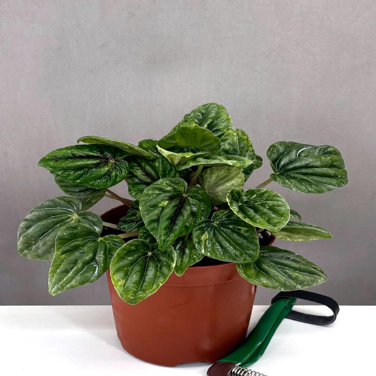 Peperomia Caperata Buenos Aires