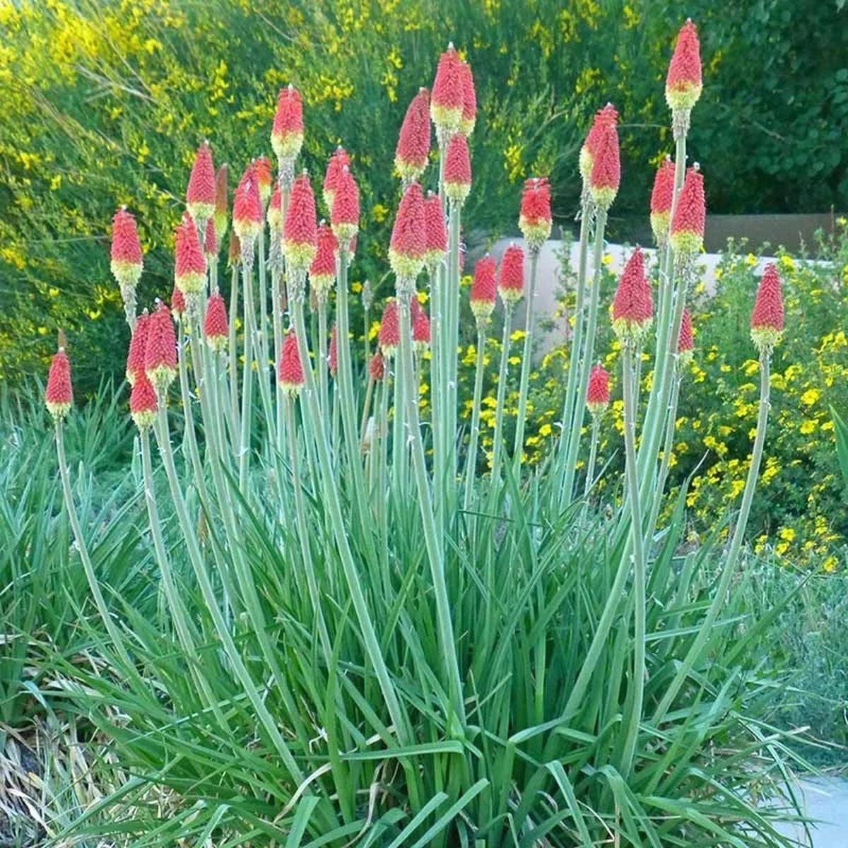 Pfitzer Red Hot Poker Mix