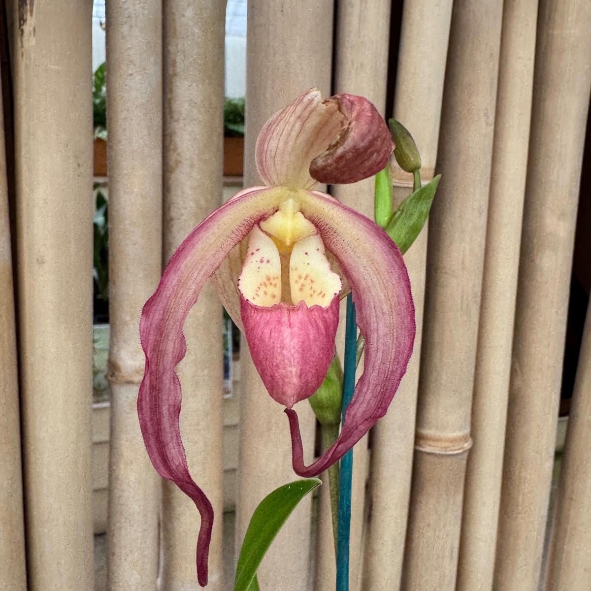 Phrag. Chuck Acker (4" Pot) - Buds