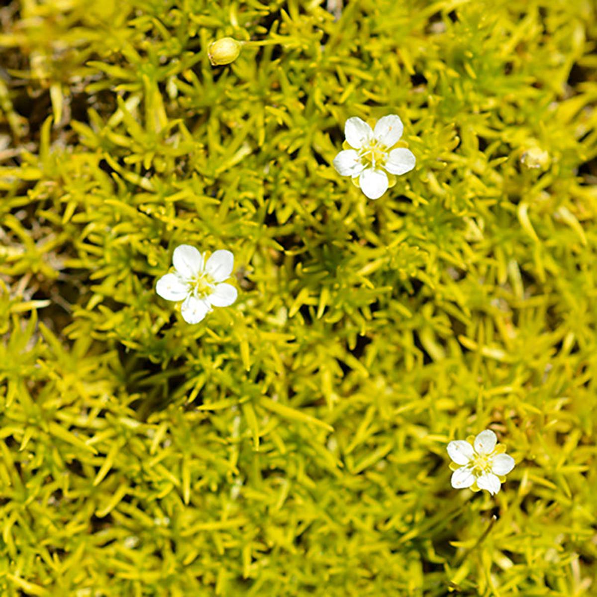 Scotch Moss