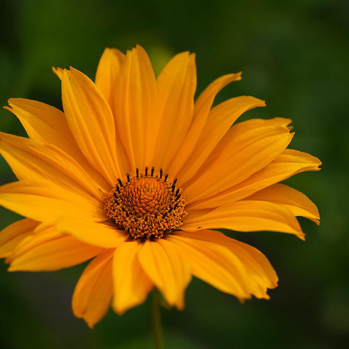 Sole d'Arancia Heliopsis