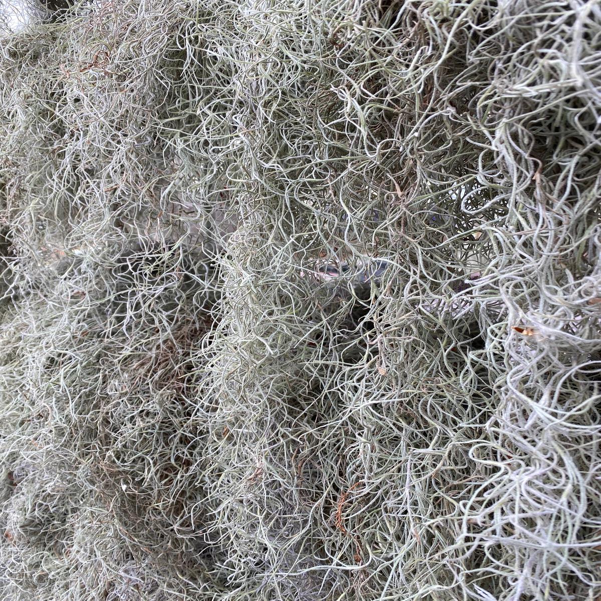 Spanish Moss Clump
