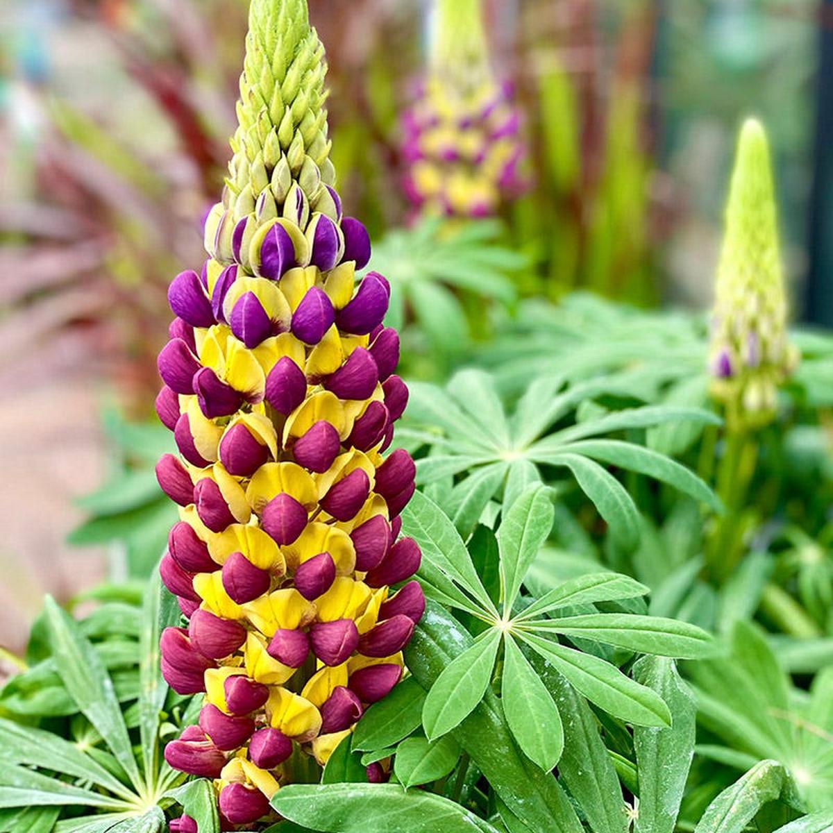 West Country Manhattan Lights Lupine
