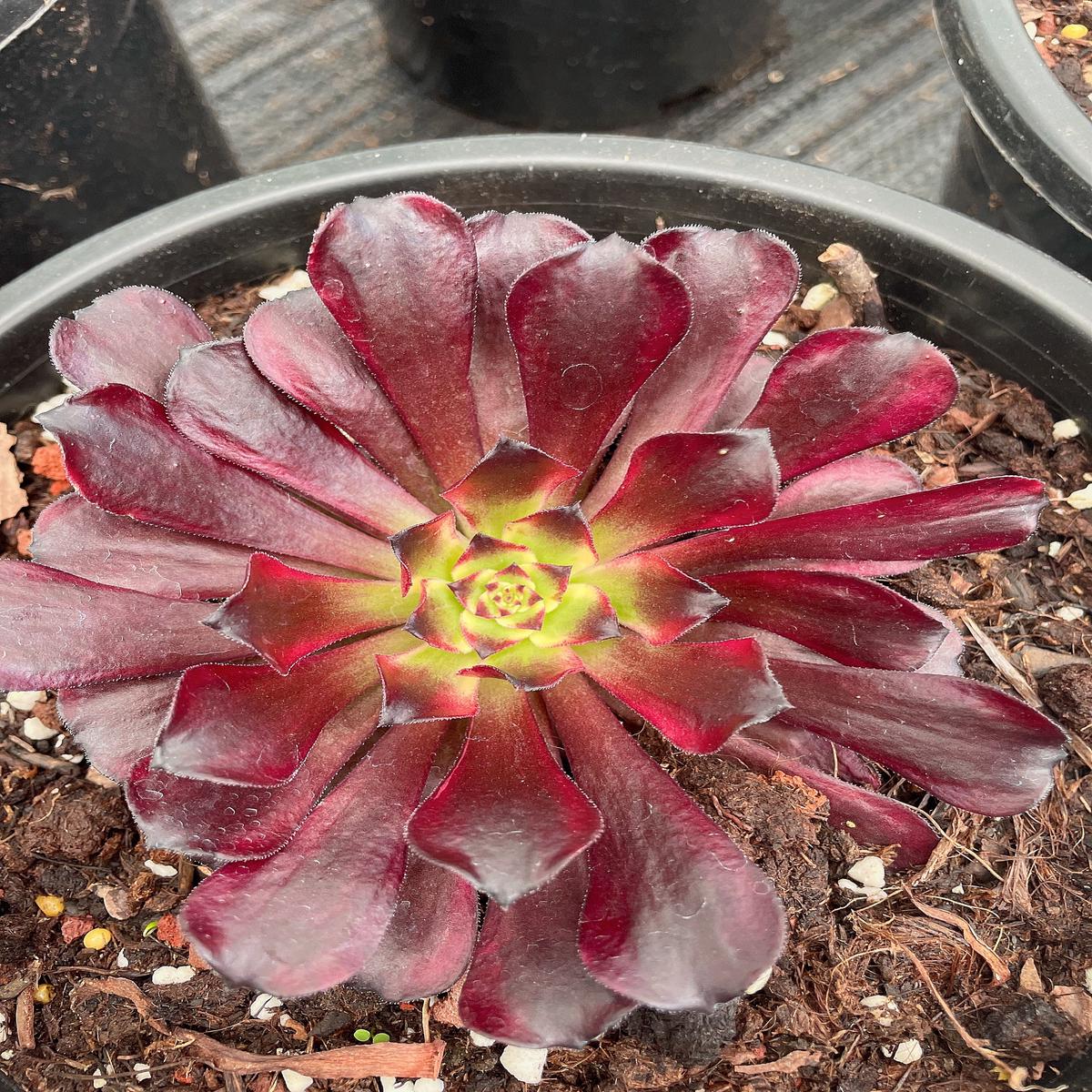 Aeonium Fire GhostCutting 15cm