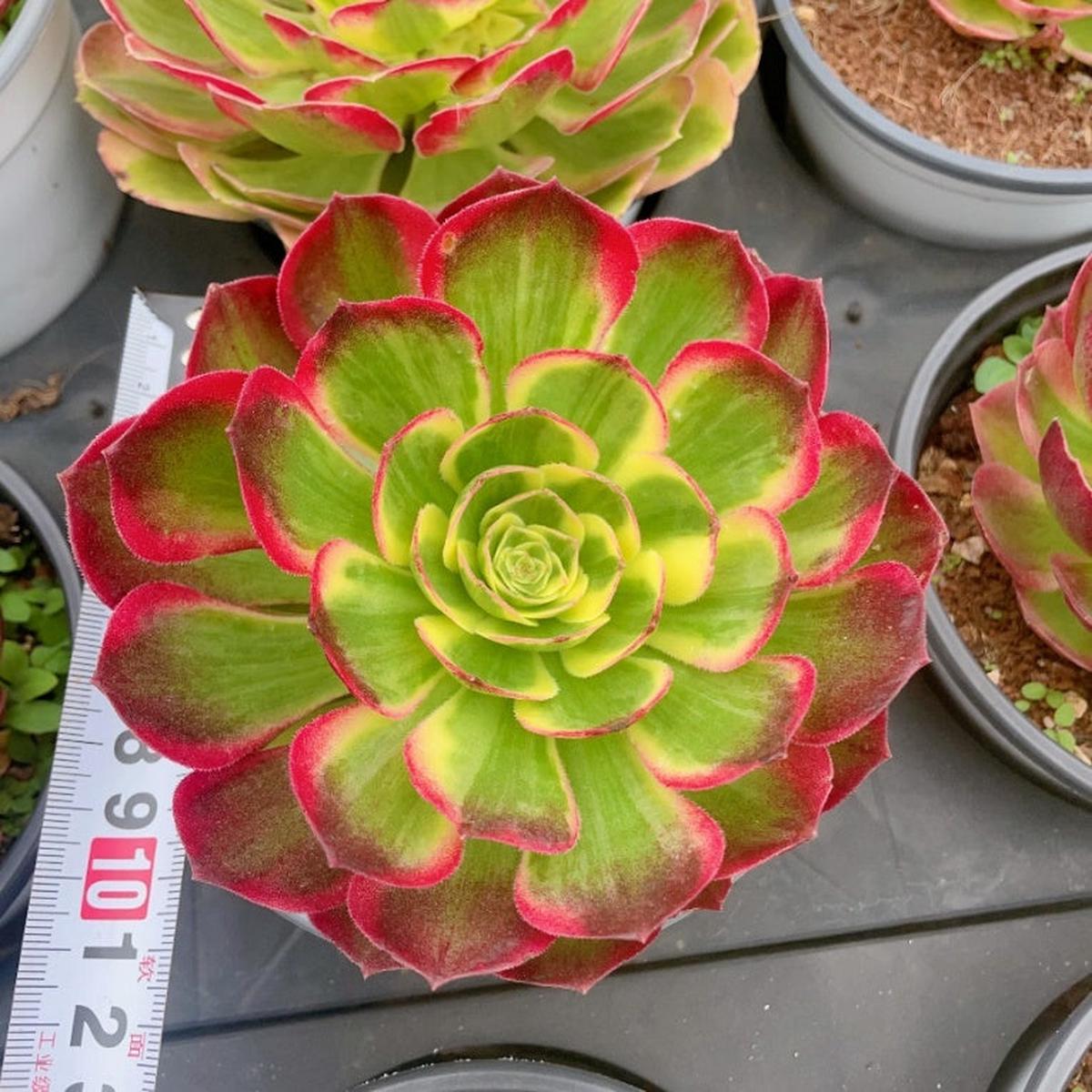 Aeonium NeptuneSingle Head With Root 13cm