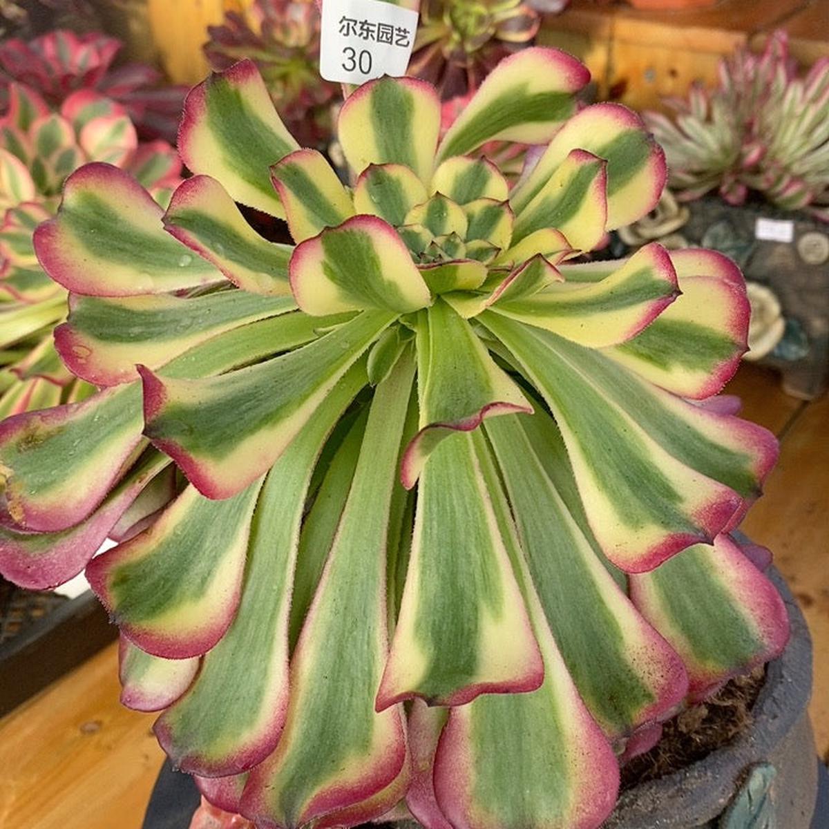 / Aeonium Venus,Cutting  10cm