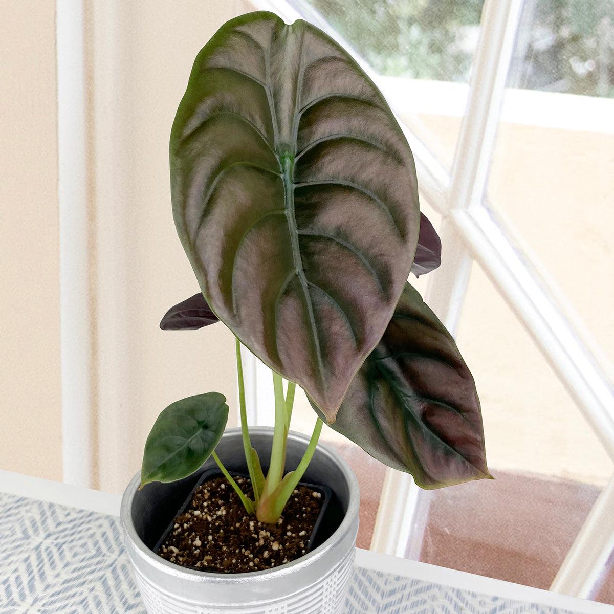 Alocasia Red Secret (Alocasia cuprea)