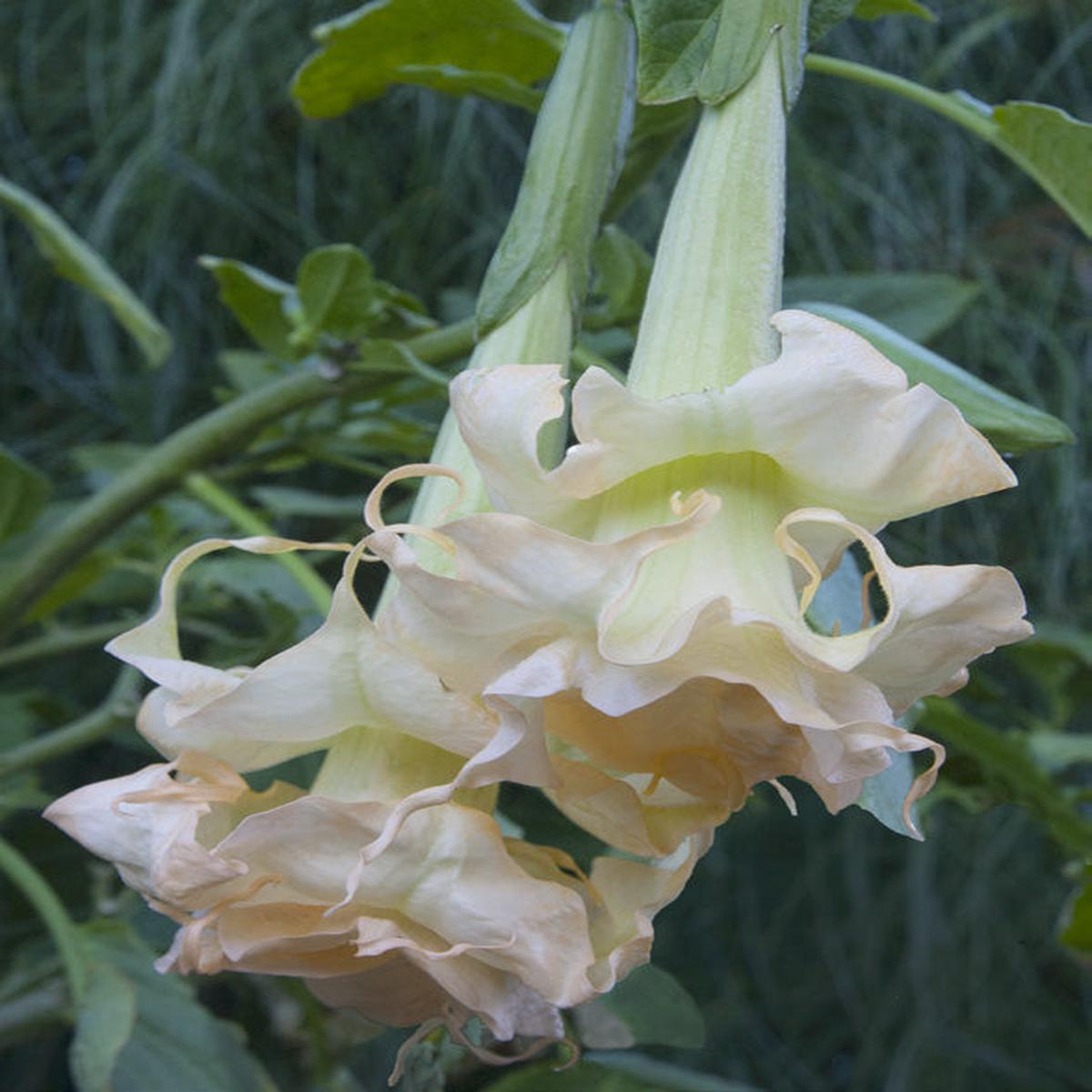 Angels Trumpet Marshmallow Sunset (Brugmansia hybrid)