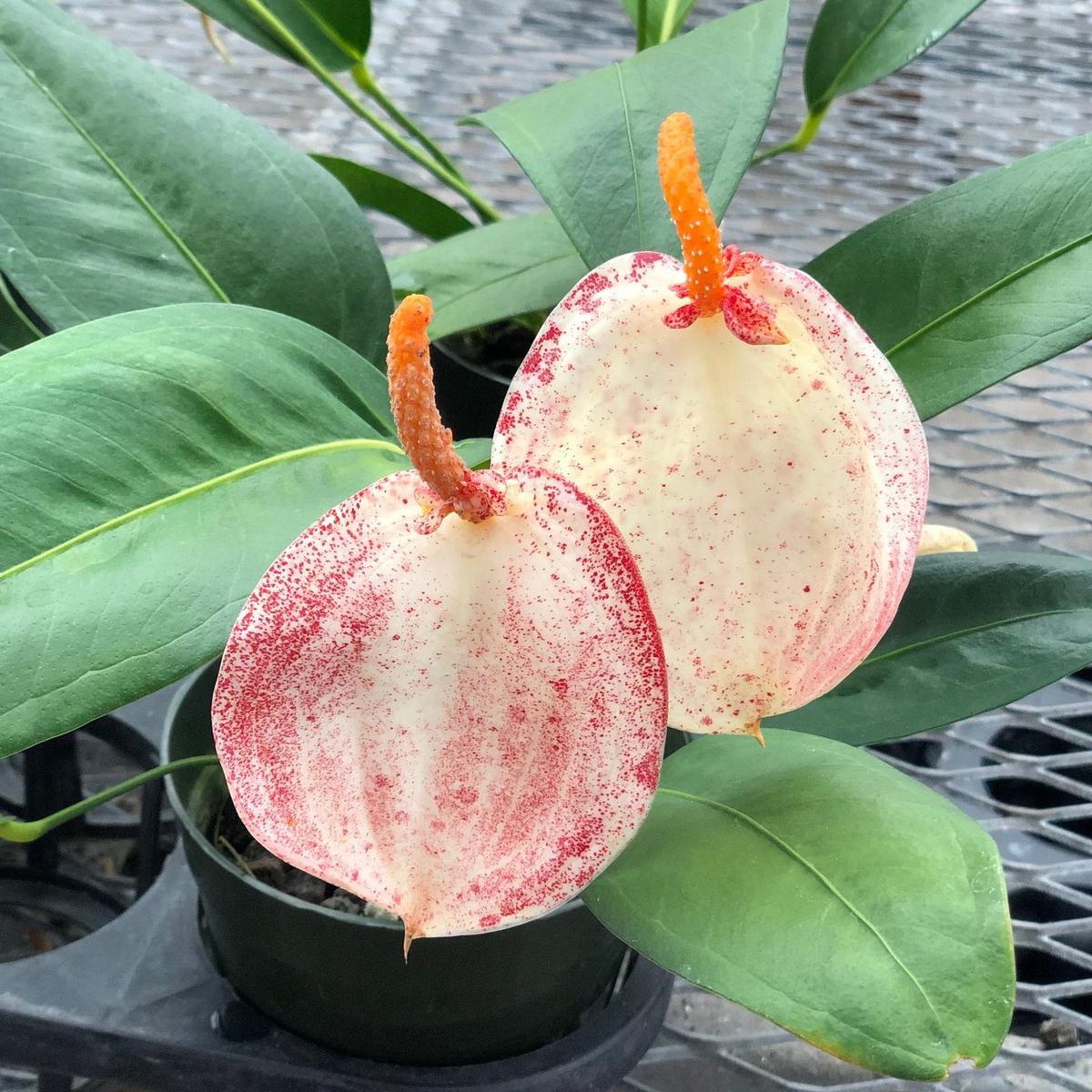 Anth. Pigtail - Speckled (4" Pot) - RARE