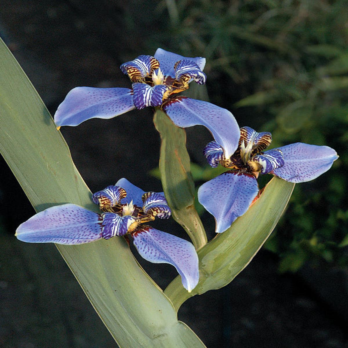 Blue Walking Iris Regina (Neomarica caerulea)