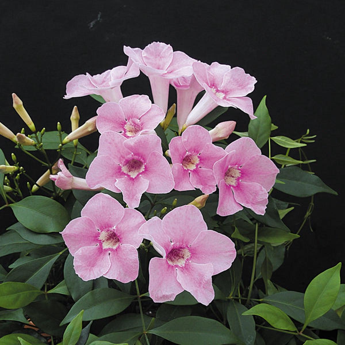 Bower Vine (Pandorea jasminoides)