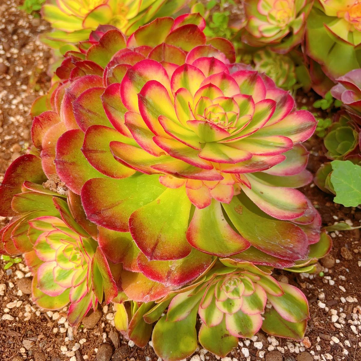 Cluster Aeonium LichiAt Least 6 heads20-25cm