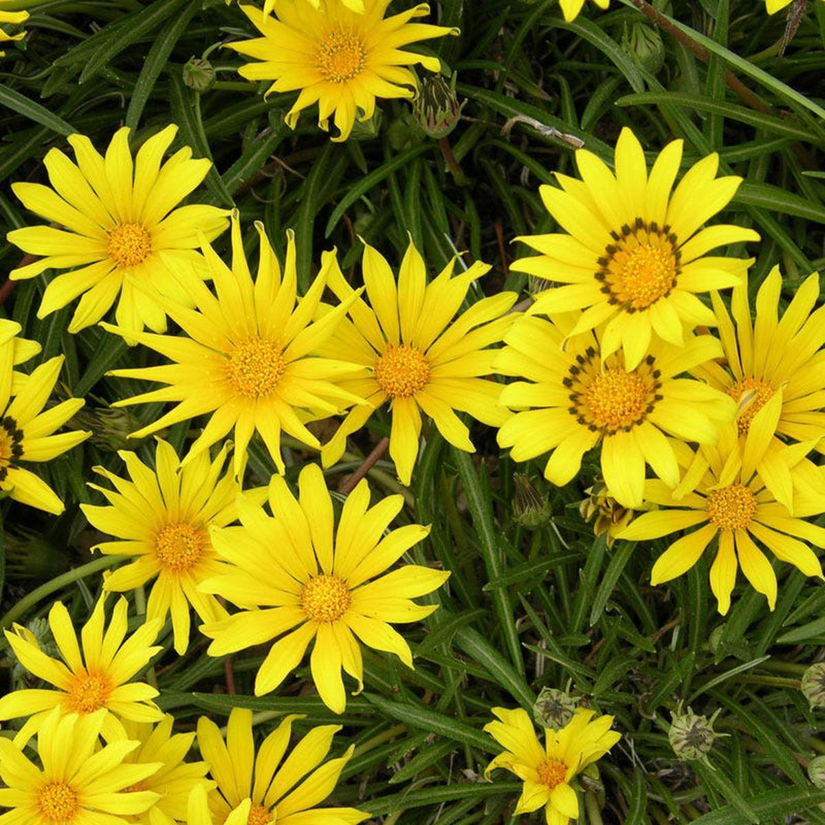 Colorado Gold Gazania