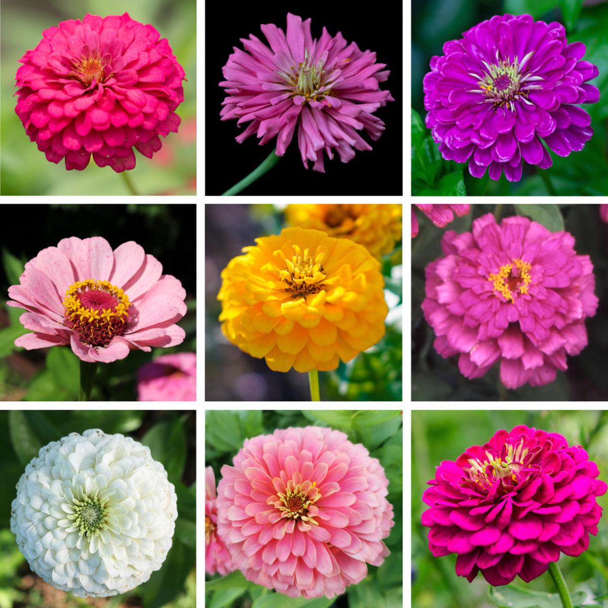 Confetti Zinnia Seed Mix