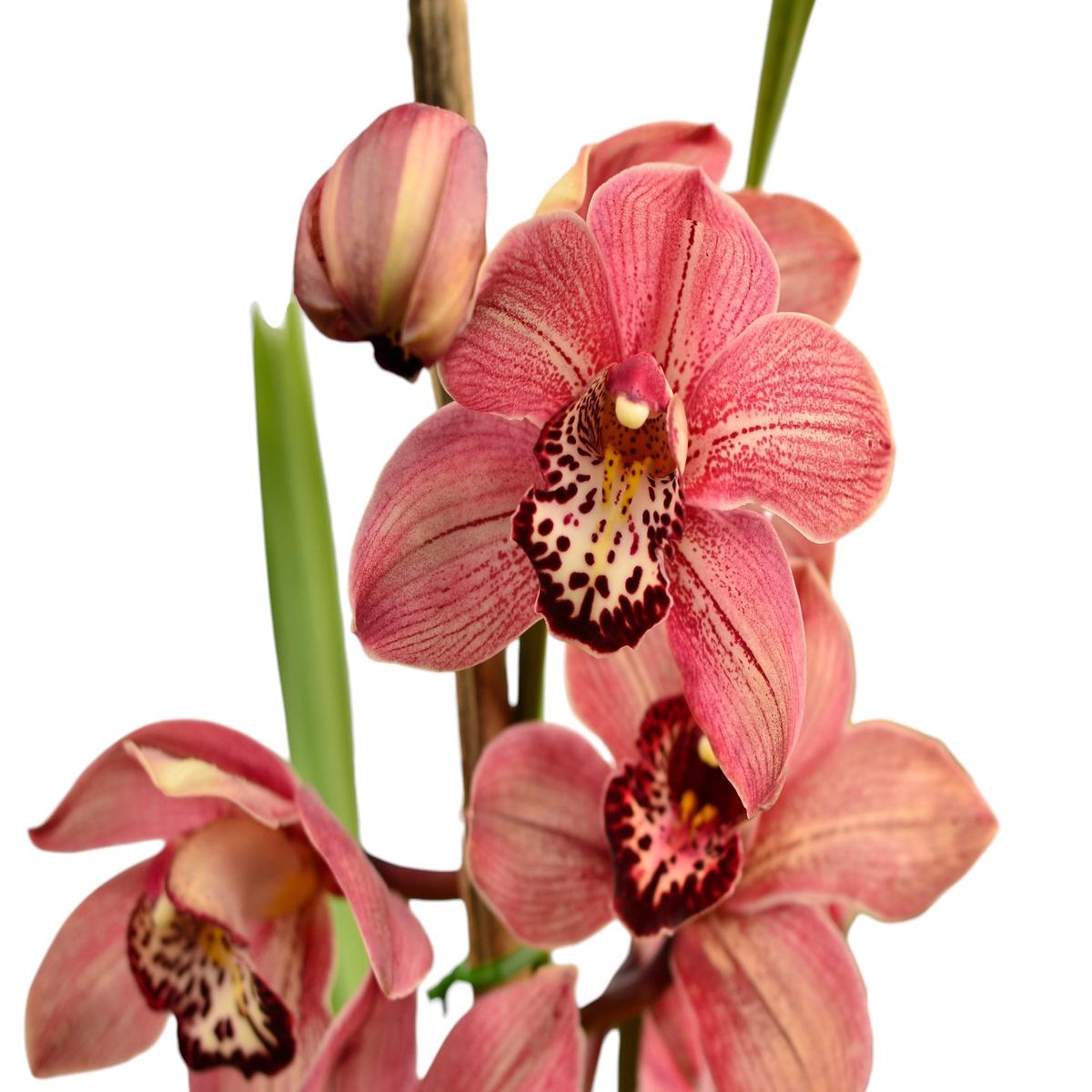 Cymbidium Morlaquita (medium)