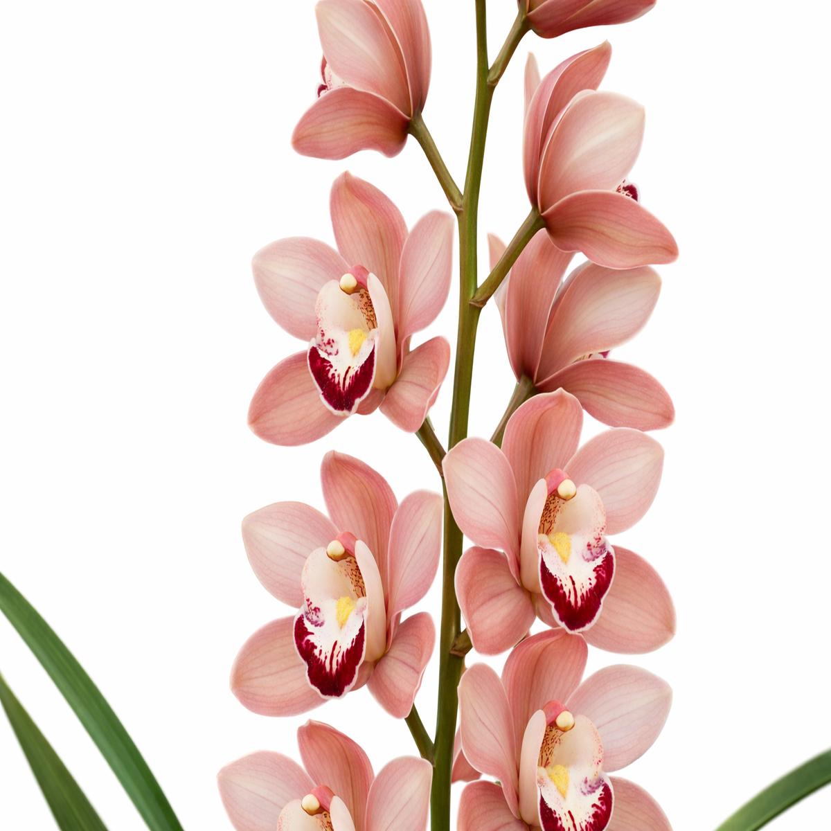 Cymbidium Rayo De Luna H00208 (medium)