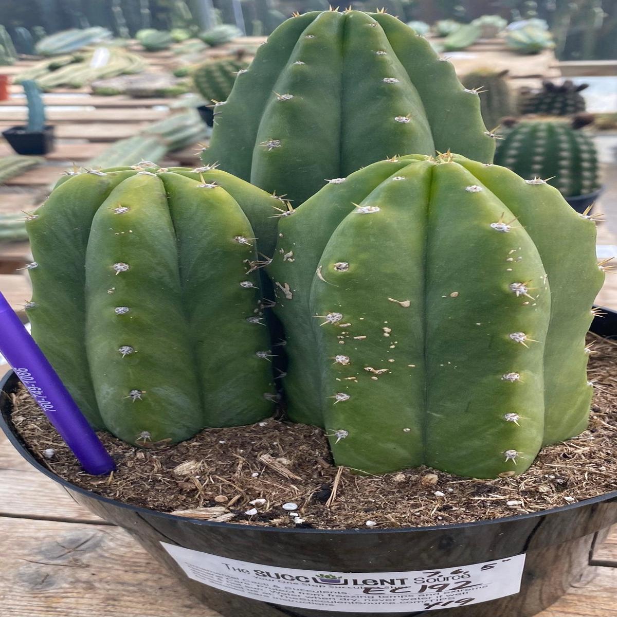 #EC192 EXACT Trichocereus Pachanoi "PC" Ornamental Cactus. 7.5,5"