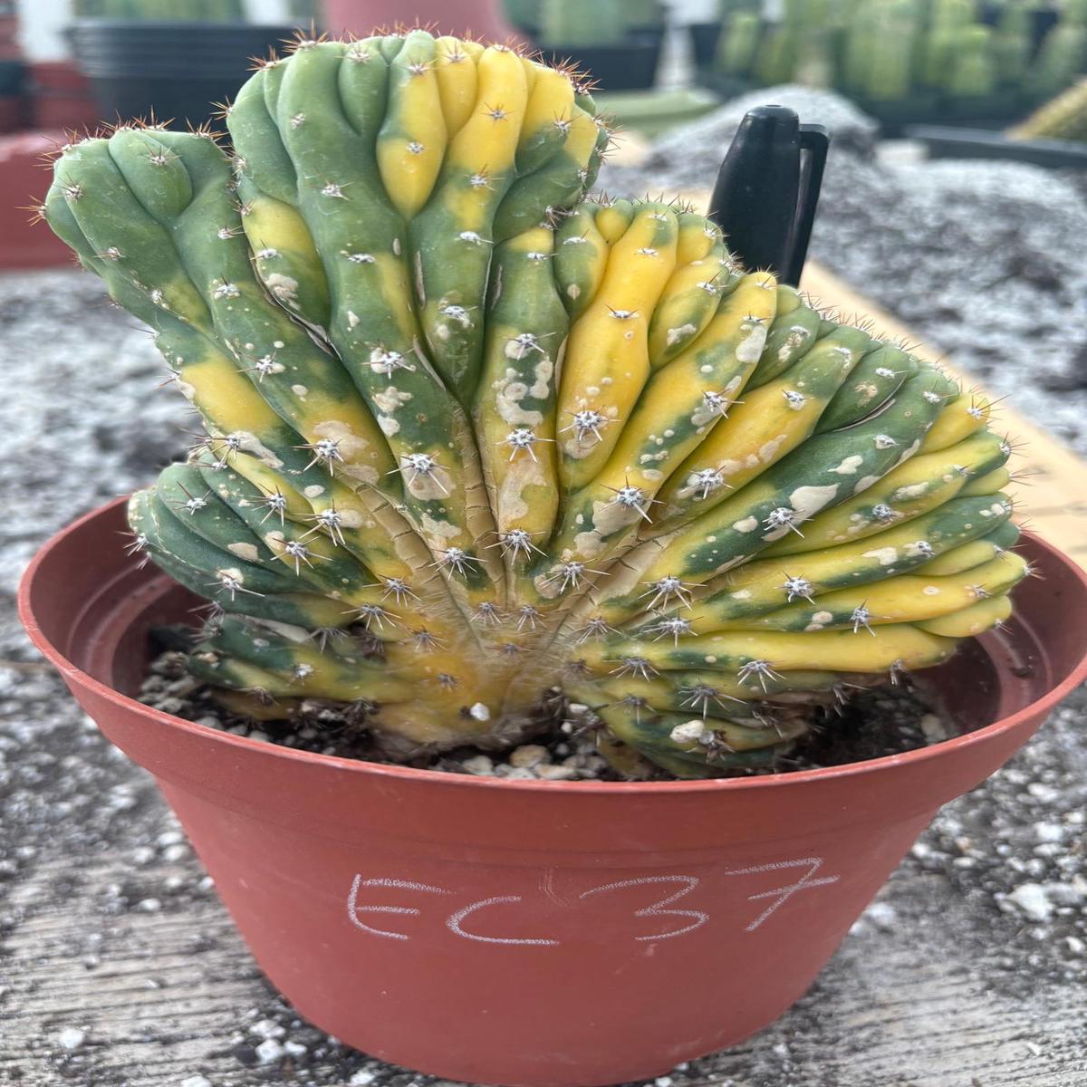 #EC37 EXACT Trichocereus Hybrid Pachanoi China Gold Variegated Crested Cactus