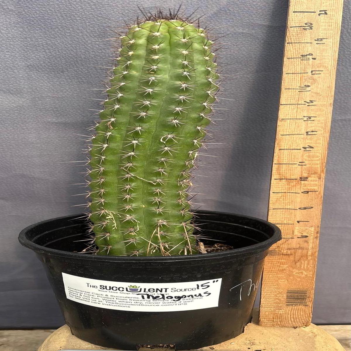#EC375 EXACT Trichocereus Thelogonus Cactus 15