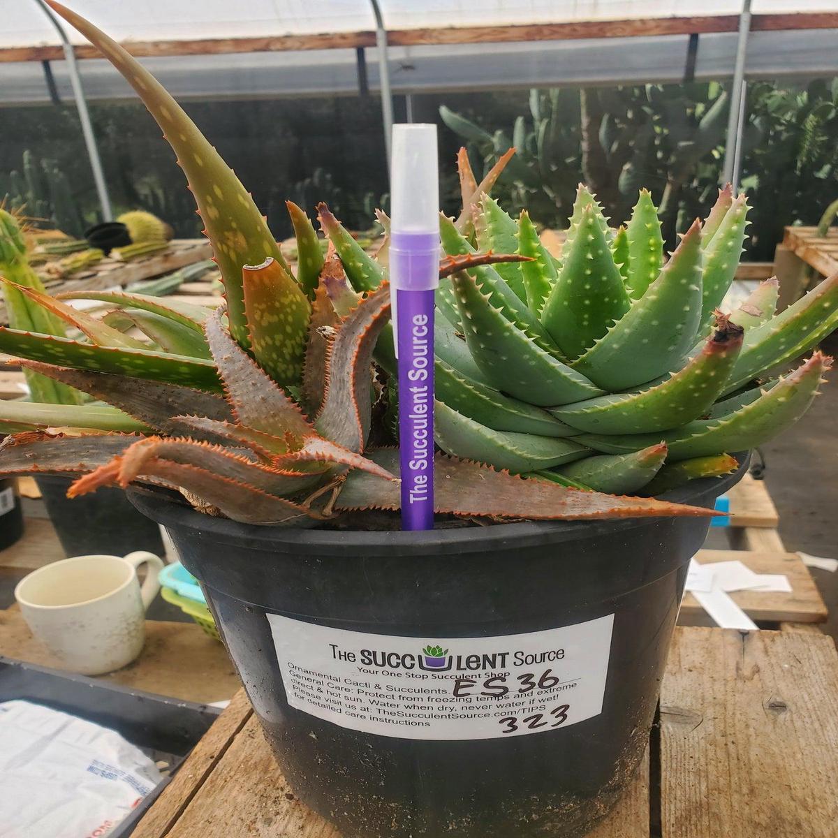 #ES36 EXACT Aloe Three Pack in 1 Gallon Container