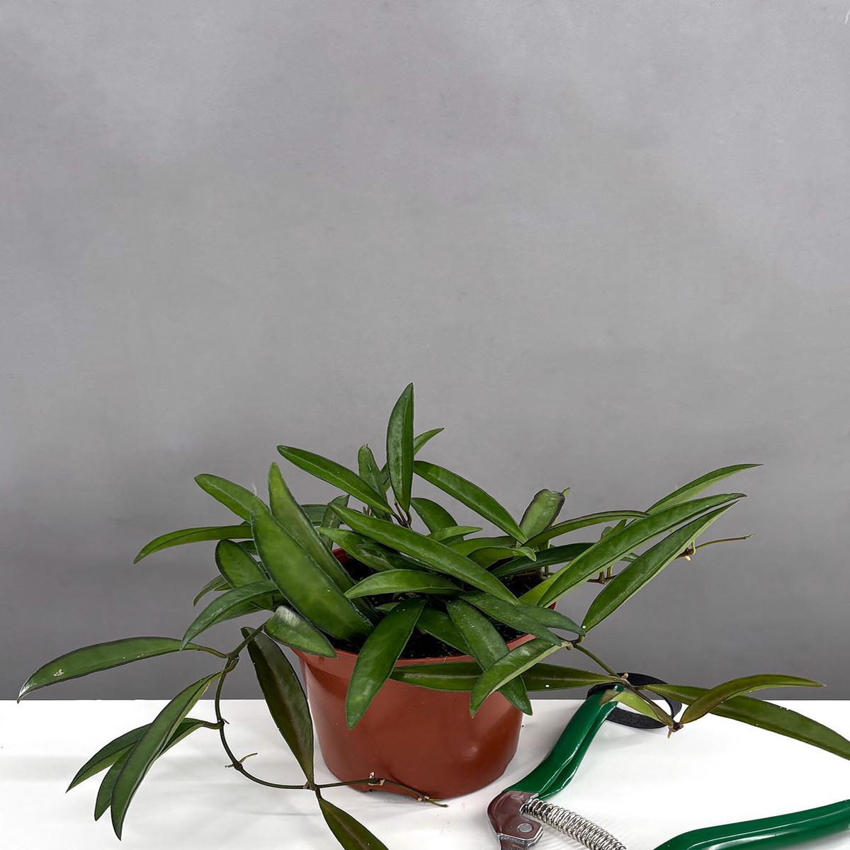Hoya Wayetii