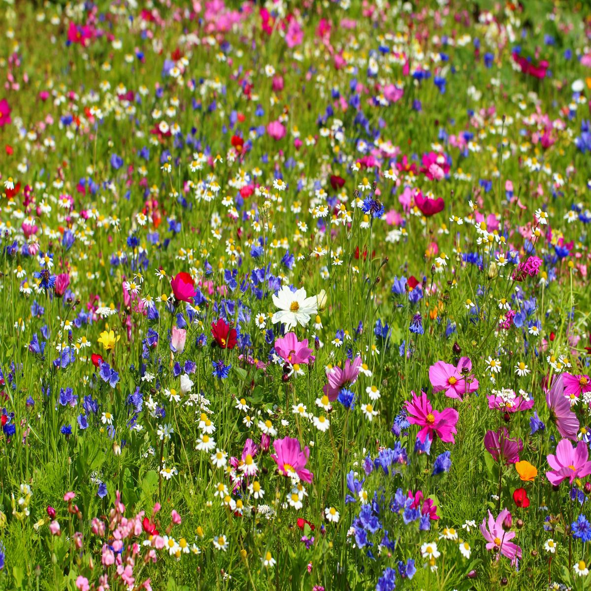 Northeast Nirvana Wildflower Seed Mix