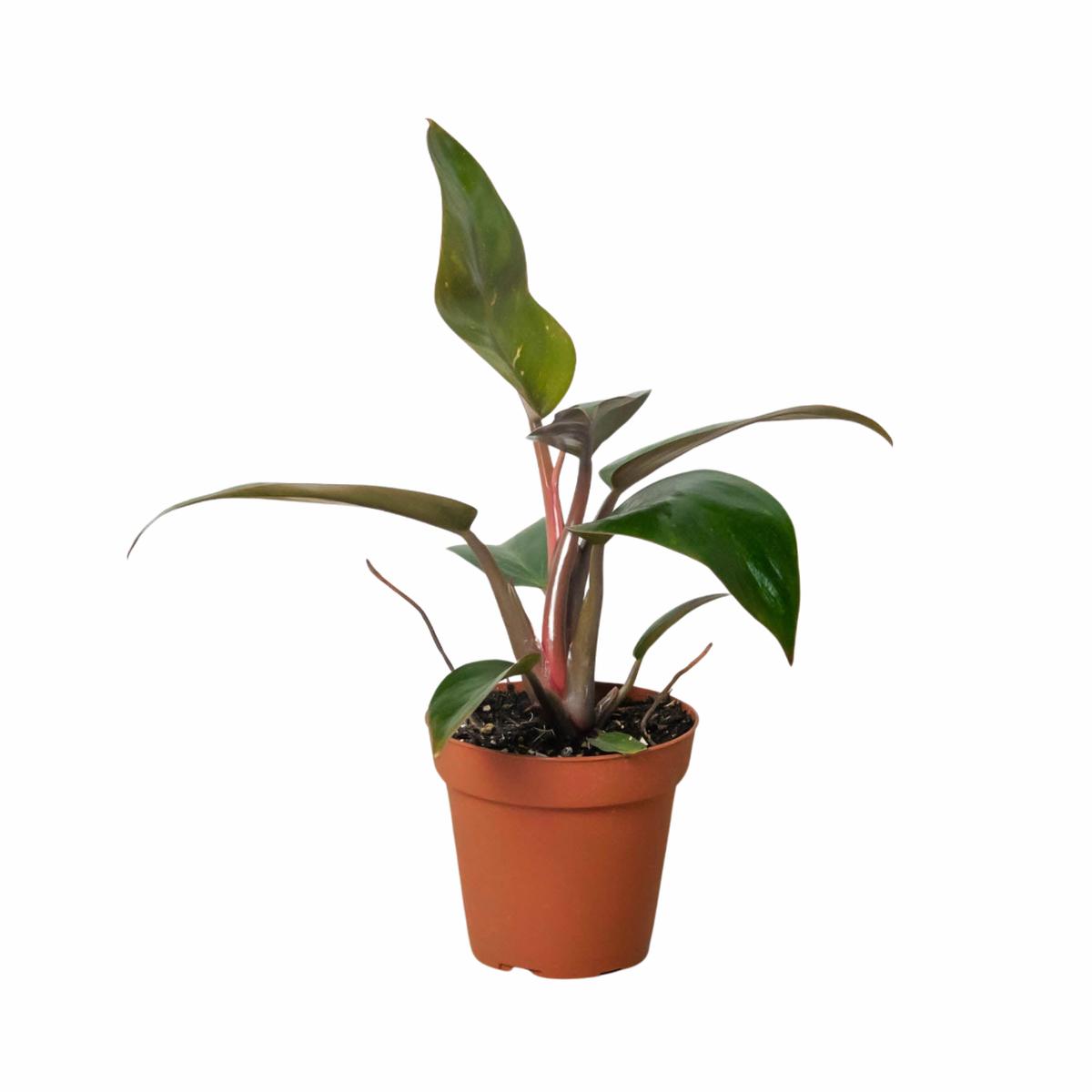 Philodendron 'Birkin Pink'