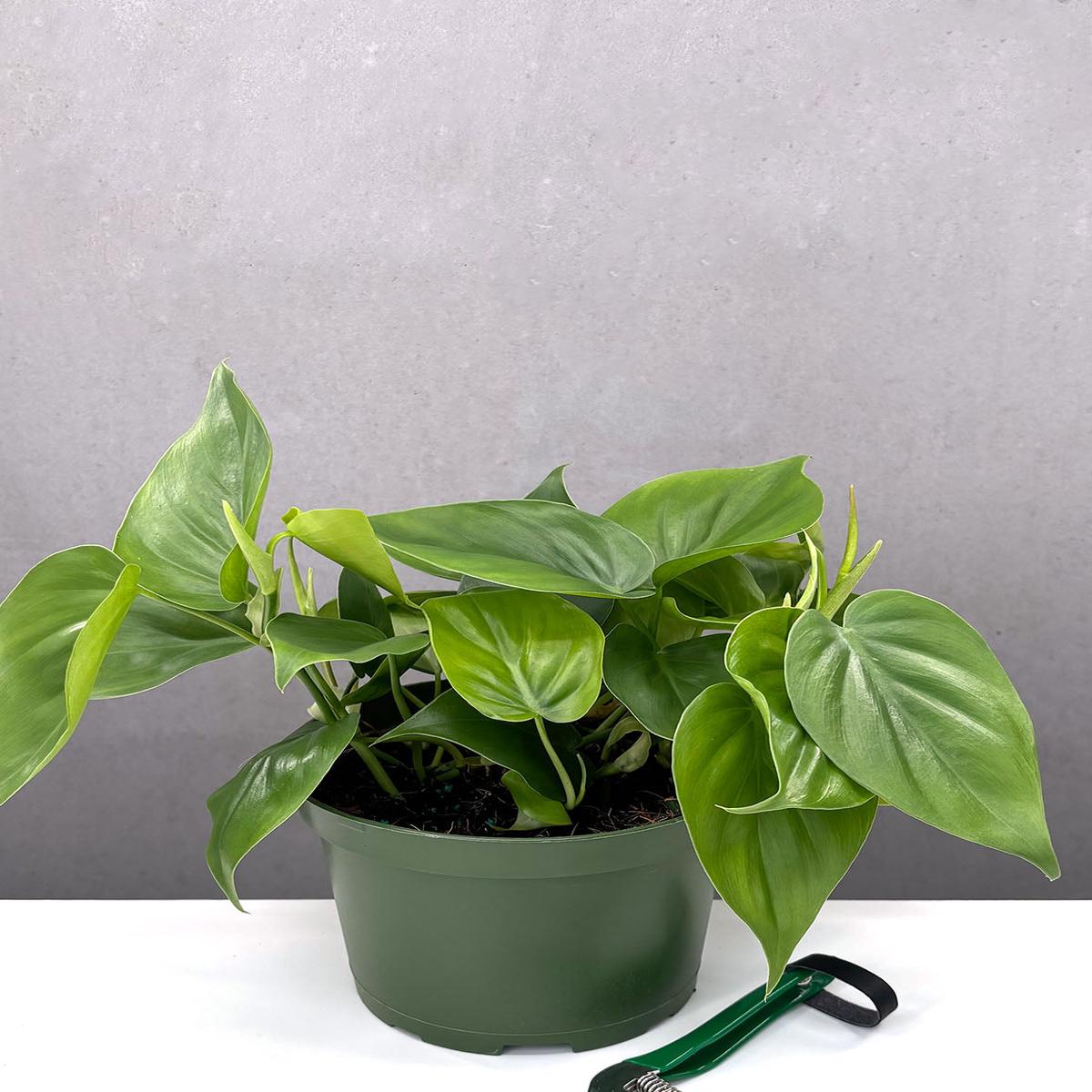 Philodendron Cordatum