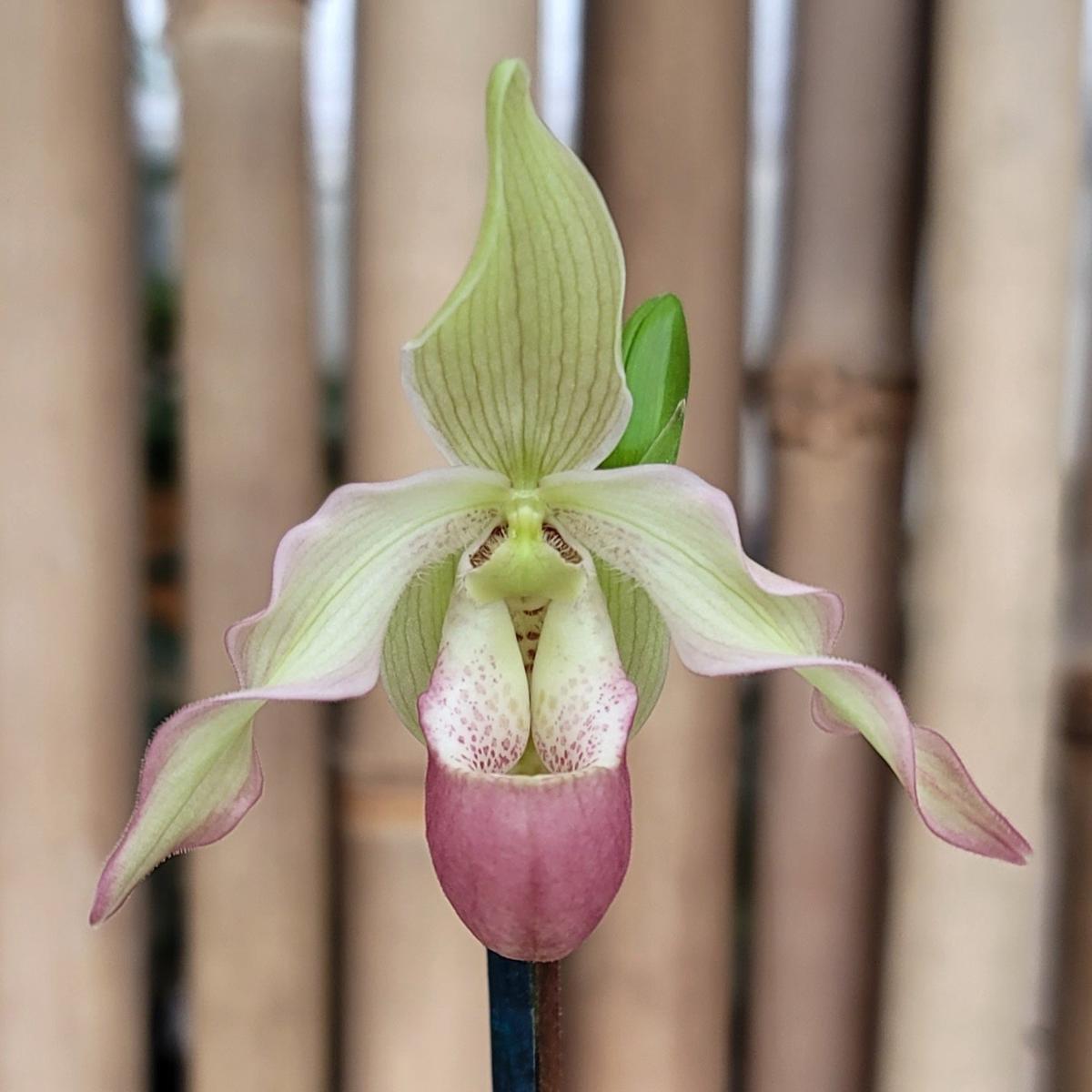Phrag. Professor Braem  4" Pot) - Buds