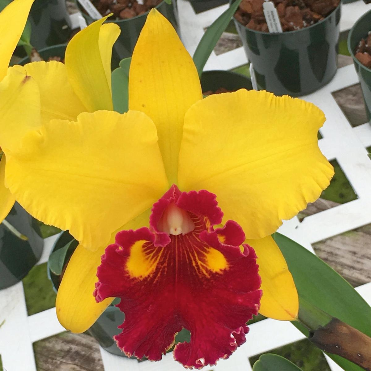 Rlc. Emma Marcos 'Volcano Queen' (5.5" Pot) - Buds